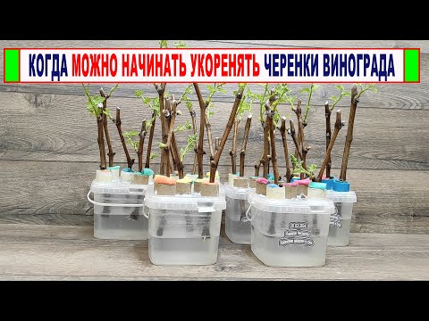 Видео: 🍇 Когда можно НАЧИНАТЬ УКОРЕНЯТЬ ЧЕРЕНКИ винограда? Когда наступает ЛУЧШЕЕ ВРЕМЯ для укоренения?