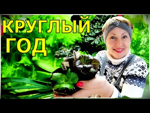 Видео: Обзор витаминной рассады-  разные салаты, томаты, перцы, и зелень. У нас витамины круглый год