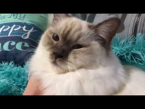 Видео: Ragdoll kitten - 5 месяцев спустя - особенности породы рэгдолл - правда ли?