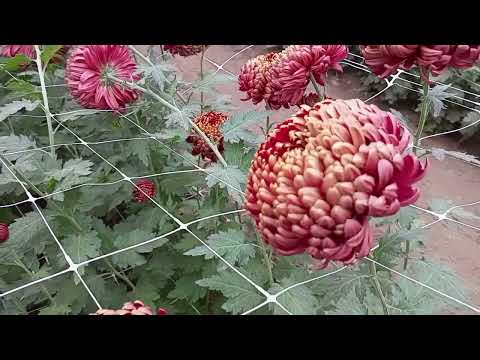 Видео: Бал хризантем в г. Волжском Волгоградской области.