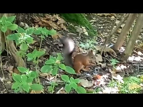 Видео: Уже шла на выход и встретила трусливого  Дружочка🐿❤🍁🌿🍂🌞 #белочка #squirrel 