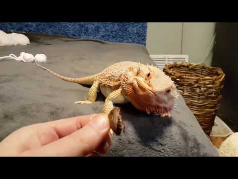 Видео: Немножко упоротых зоологов. Миссия "Забрать веточки" выполнена.