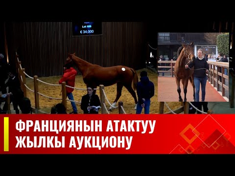 Видео: "Аркана" асыл тукум аргымактары // ТУЛПАР көрсөтүүсү