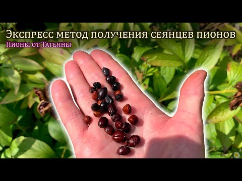 Видео: Экспресс метод получения сеянцев пионов
