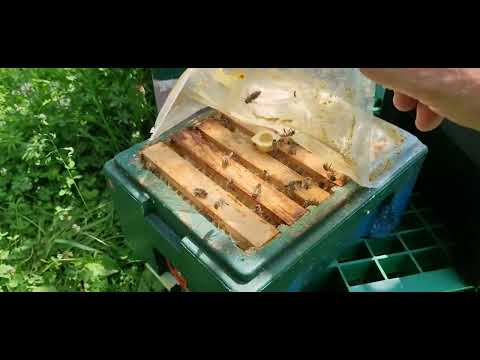 Видео: Прихватили соседний  участок