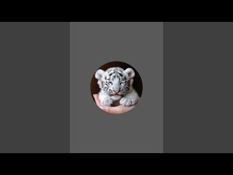 Видео: Мир Милоты - World of Cuteness в прямом эфире!