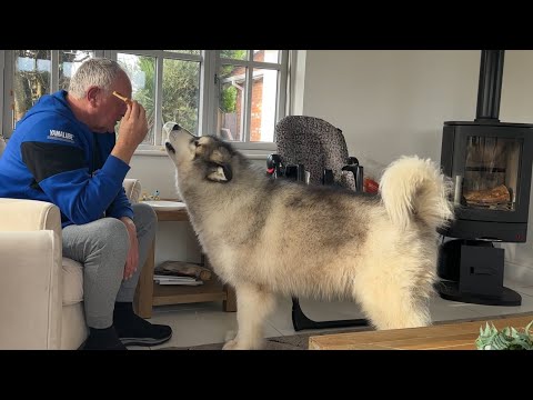 Видео: Хаски крадет завтрак у дедушки! (Он такой нахальный!!)