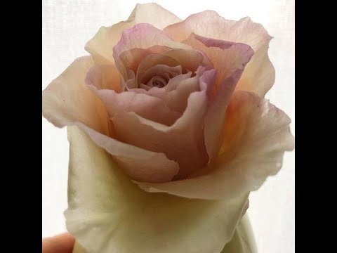 Видео: Как сделать Двухцветные крайние лепестки  розы + сборка МК и кое что еще от Риты