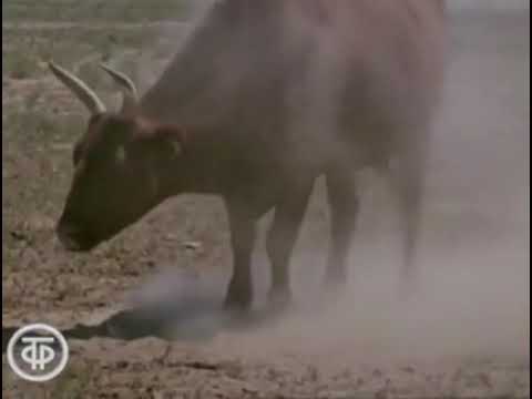Видео: Калмыкия. 1969 г.
