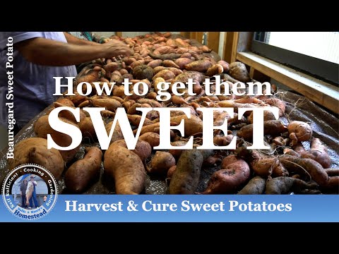 Видео: Сбор и консервирование батата