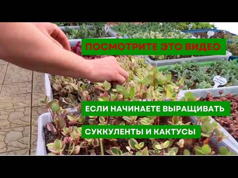 Видео: Что нужно знать, прежде чем заводить кактусы или суккуленты