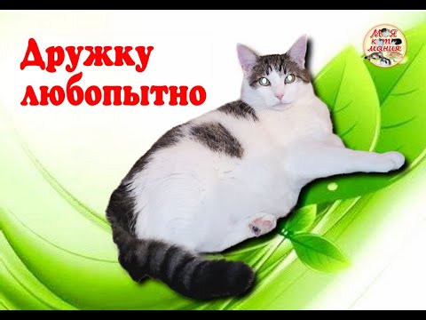 Видео: Дружку любопытно. Buddy, I'm curious.