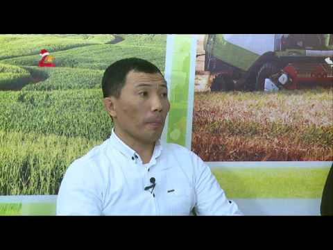 Видео: ТВ Агро: Корей тоокторунун өзгөчөлүгү