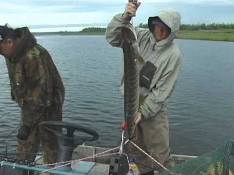 Видео: КОВАРНАЯ ПРИМАНКА для щук - HEINTZ