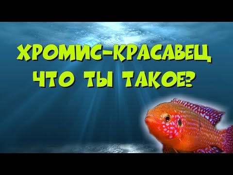 Видео: Хромис-красавец, что ты такое?