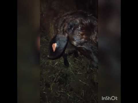 Видео: Еще раз о тимпантии (вздутие живота)