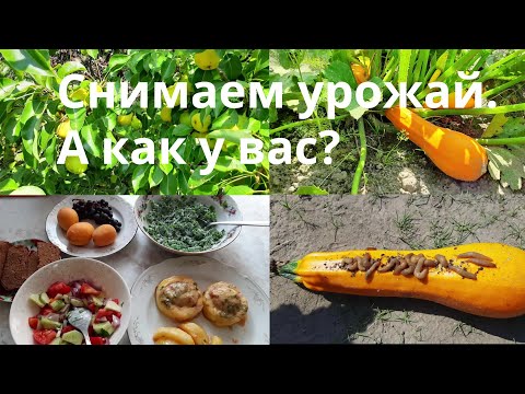 Видео: Шампанское на день железнодорожника. Урожай груш и сливы. Слизни всё жрут.  Урожай под угрозой.