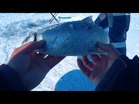 Видео: Байкал в очередной раз нас порадовал, омуль под килограмм.