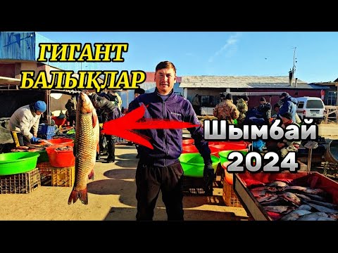 Видео: Бундай балық көрмеген едим Шымбай балық базарына гигант балықлар келди 27-Декабр бахалары
