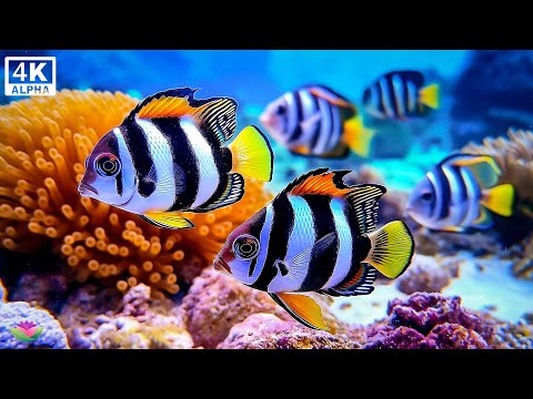 Видео: Красивая расслабляющая музыка 🐚 Энергия моря и внутреннее исцеление #2