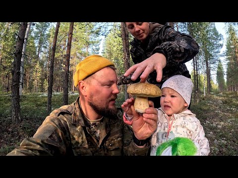 Видео: ВЗЯЛ ДЕВЧОНОК В ЛЕС И НАЧАЛОСЬ. СБОР БЕЛЫХ ГРИБОВ. ПОИСКИ БОРОВИКОВ В КРАСИВОМ ЛЕСУ. СЕМЕЙНЫЙ СБОР