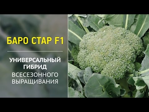 Видео: Баро Стар F1 – универсальный гибрид всесезонного выращивания
