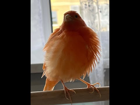 Видео: Наблюдаем за канарейками. Как учатся птенцы и чему