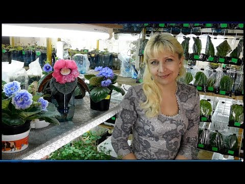 Видео: 🍅🍅🍅ПОЧЕМУ СЕМЕНА НЕ ВСХОДЯТ ? 10 причин плохой всхожести семян !