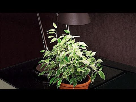 Видео: Теневыносливые  и  тенелюбивые комнатные растения.