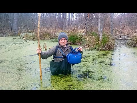 Видео: Всі рибалять на озерах, а я знову поліз в болото