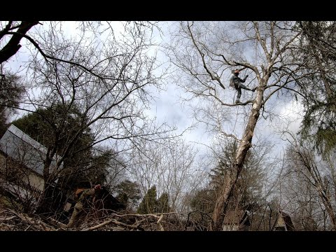 Видео: Удаление наклонной березы