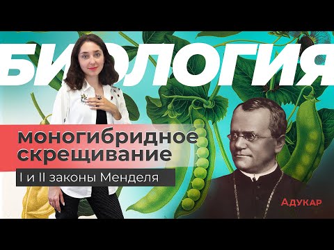 Видео: Моногибридное скрещивание. 1 и 2 закон Менделя | Биология ЕГЭ, ЦТ