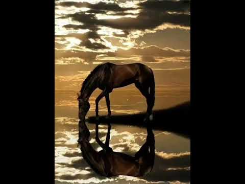 Видео: Шотанның торы бестісі