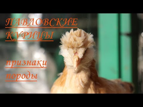 Видео: Павловские куры. Основные признаки породы. А.Б.Вахрамеев