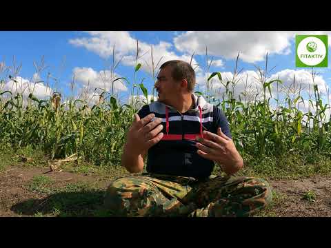 Видео: Итоги заработка на кукурузе за второй оборот. Сорт кукурузы Милена.