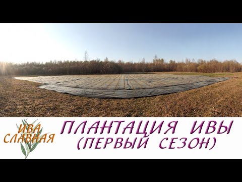 Видео: Ива Славная: Посадка плантации - 1 сезон (24.04.2023)