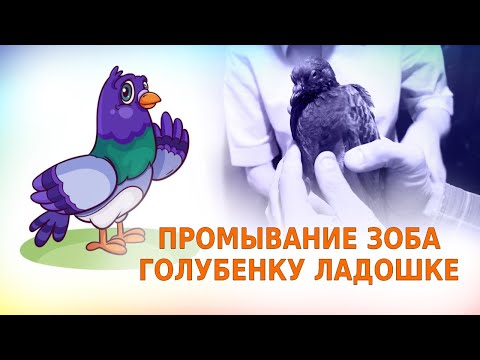 Видео: Промывание зоба голубю - уникальный действенный способ - помощь при закупорке зоба