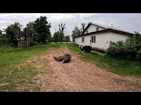 Видео: Покупаю нового барана ! Трактор сломался ! Навес подсыпал! ХУТОР В ЛЕСУ №774