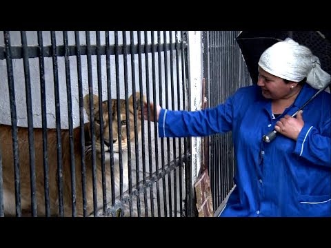 Видео: Завқ: Кор бо ҳайвоноти ваҳшӣ / wild animals / дикие животные