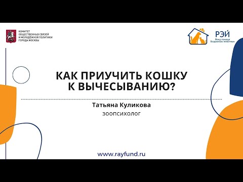 Видео: Как приучить кошку к вычёсыванию?