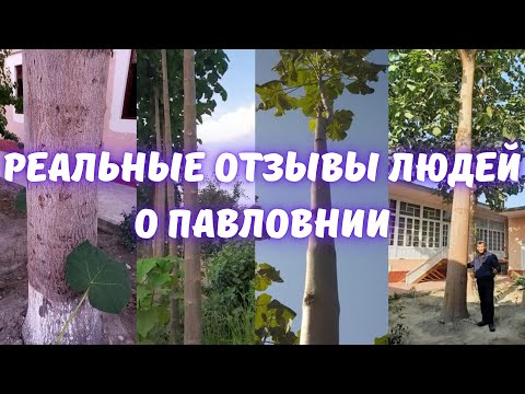 Видео: Реальные отзывы людей о павловнии. Paulownia. Павловнія.
