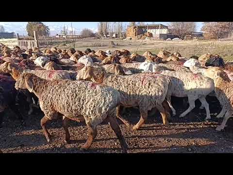 Видео: Экинчи класс бооз койлор сатылат тел 0708695553
