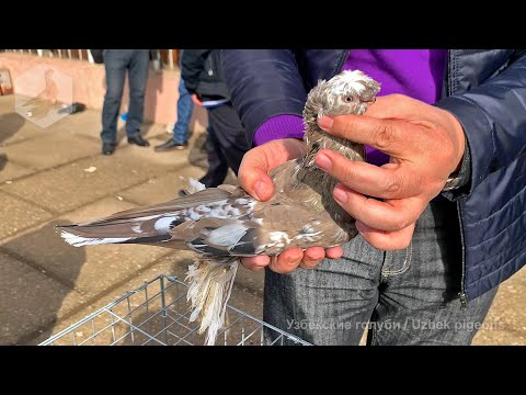 Видео: Ярмарка голубей г. Ташкент (06.03.2022) / Uzbek Pigeons / Usbekische tauben