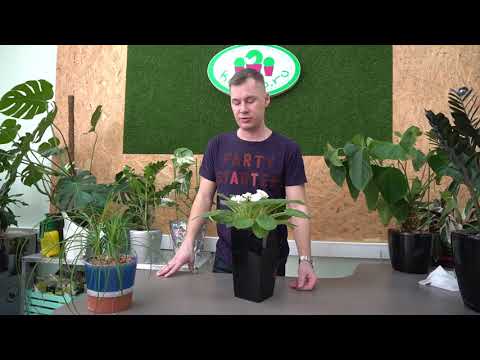 Видео: Обзор моих растений, февраль 2019