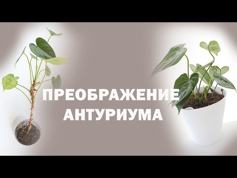 Видео: 🟣🟢 ВЫТЯНУТЫЙ АНТУРИУМ, КАК ИСПРАВИТЬ?  ДО и ПОСЛЕ