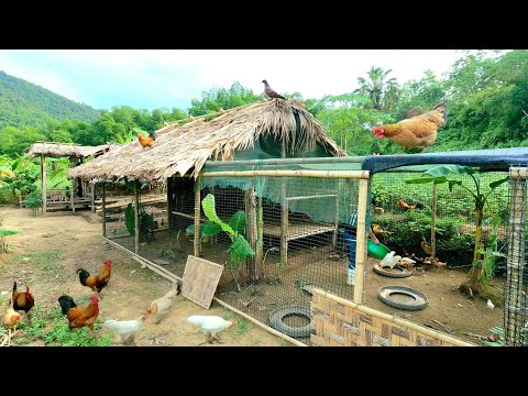 Видео: Полностью построенный курятник из бамбука, уход за животными | Самодостаточная жизнь в лесу