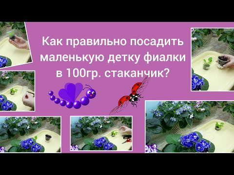 Видео: Правильная посадка детки фиалки в 100гр. стаканчик чтобы детка не затормозила в росте.