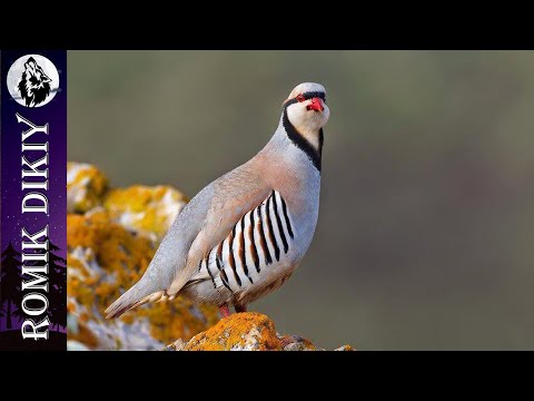 Видео: Шикарная охота на кеклика. Трудно, но интересно. Часть 2