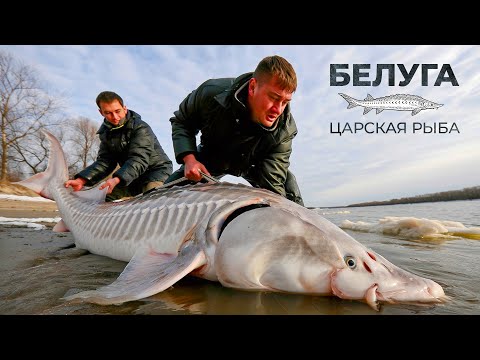 Видео: Белуга: самая дорогая и большая рыба России | Рыбовое