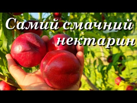 Видео: Нектарин Екстрім Бьюті / Nectarine Extreme Beauty